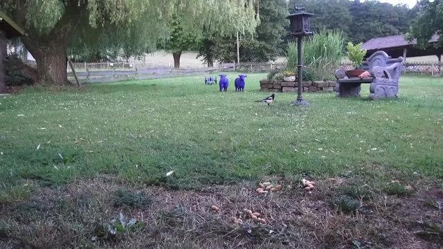 Eine diebische Elster landet am Futterplatz f&uuml;r V&ouml;gel - Die Elster pickt eine Erdnuss, eine zweite  Elster fliegt dazu