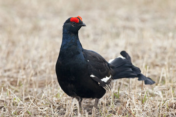 the handsome black grouse on the field