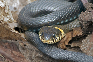  the snake's head in the foliage
