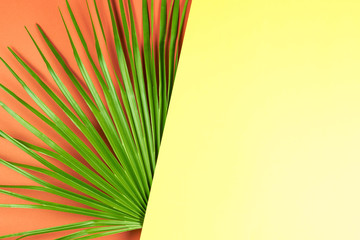 Tropical palm leaf with colorful background.