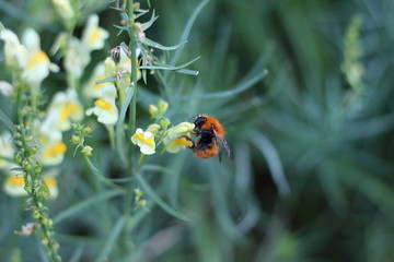 macro di ape su fiore giallo