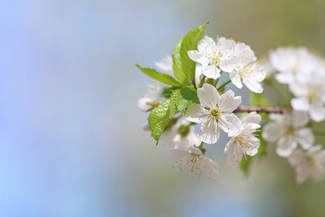 Branch of white cherry flowers on a blue background