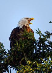 Closeup (800 mm ) of a bald eagle screeching, seen in the wild in  North California