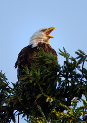 Closeup (800 mm ) of a bald eagle screeching, seen in the wild in  North California