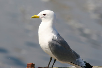 Black-legged Kittiwake in Northern Norway