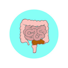 Small and large intestines. Constipation vector illustration.