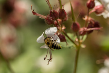 Bees collect pollen and nectar on flowers