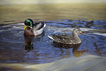 Mallard Ducks in Pool