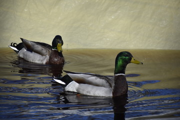 Mallard Ducks in Pool