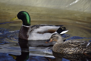 Mallard Ducks in Pool