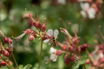 Bees collect pollen and nectar on flowers