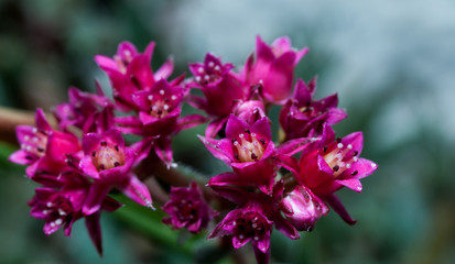 flower, nature, pink, purple, plant,