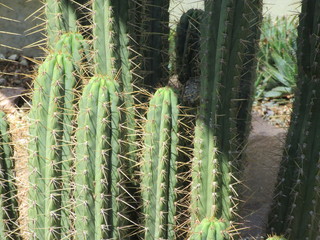 Cactus plants in Kew
