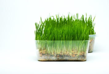 Wheat grass sprouts in a plastic containers on a blue background
