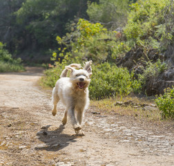 A Free Running Dog