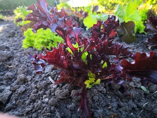 Salate im Gemüsebeet