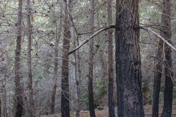 A Pine Forest after a Fire