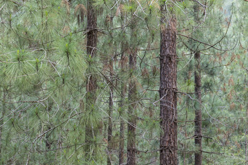 A Pine Forest