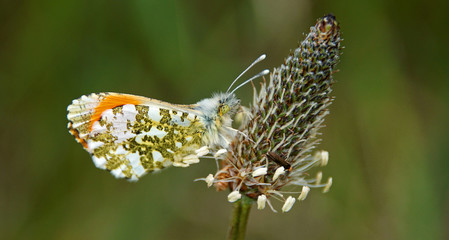  Auf der Blüte 1