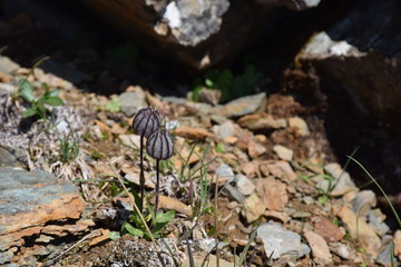 A couple of purple hairy flower fruits on a rocky terrain