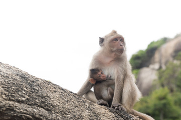 Baby monkey hugging her mother monkey.