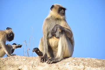 animal