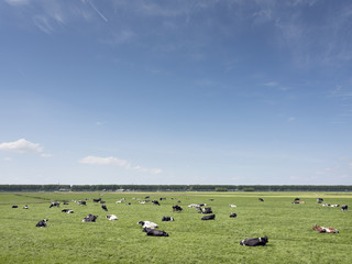 vast meadow area with black and white cows in green grassy field between Amsterdam and Utrecht on sunny day in spring
