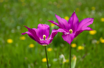 purple flower in a field