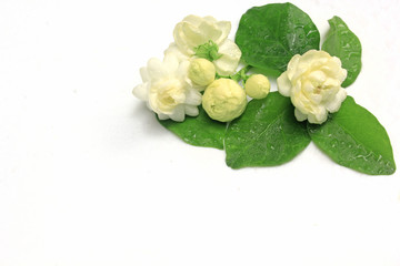 Jasmine on a white background empty space.