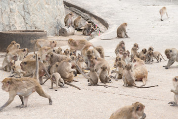 Group of families monkey.