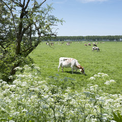 Fototapeta premium vast meadow area with black and white cows in green grassy field between Amsterdam and Utrecht on sunny day in spring