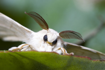silkworm moth on a leaf