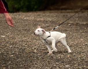 puppy pit bull terrier