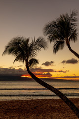 Palm Trees Silhouetted in a Scenic Maui Sunset