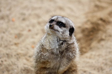 Fototapeta premium Portrait of wild African Meerkat (Suricata suricatta)