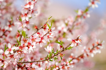 Beautiful almond blossoms on the almont tree branch
