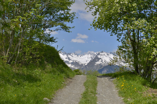 road beetwen the  trees giving onto mountain covered with snow in spring