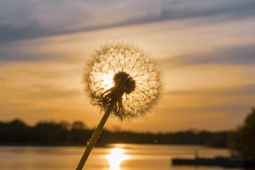 Dandelion over water at sunset