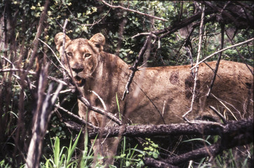 Lion (Panthera leo) , Kruger National Park, mpumalanga, south africa
