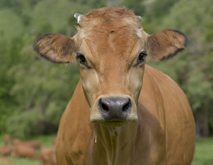 Naklejka na ściany i meble portrait of a pretty brown cow in meadow