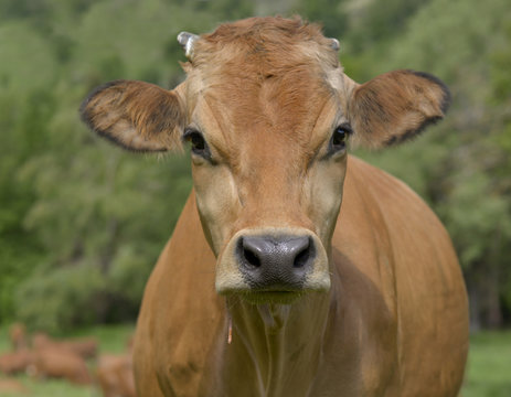 Portrait Of A Pretty Brown Cow In Meadow