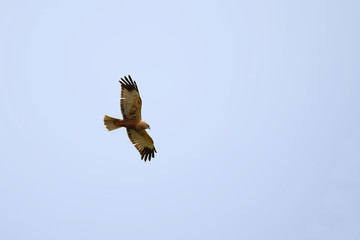 Obraz premium Rohrweihe