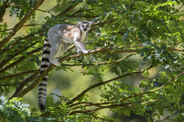 Ring-tailed Lemur - Lemur catta, beautiful lemur from Southern Madagascar forests. © David