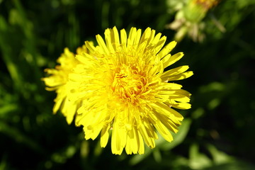 Young flowers on the field in spring