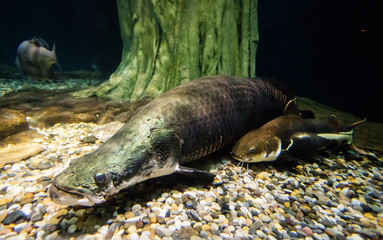 Arapaima fish