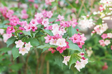 Linnaea amabilis, Kolkwitzia amabilis, beauty bush.