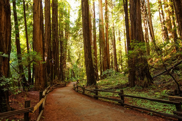 Naklejka premium Muir woods National Monument near San Francisco in California, USA