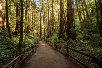 Muir woods National Monument near San Francisco in California, USA