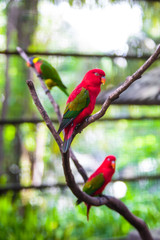 Parrot in the bird park