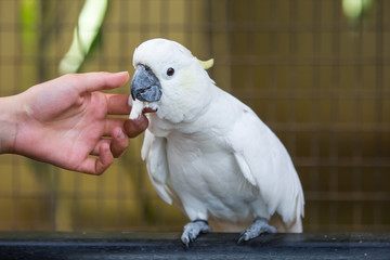 Man touches parrot in the bird park
